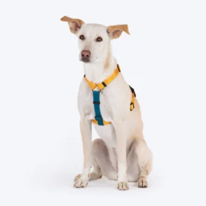 Dog traveling essentials