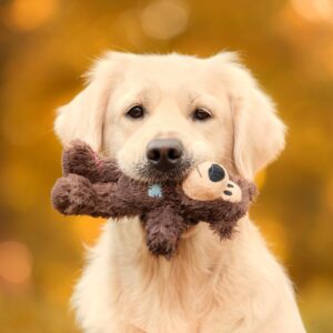 Dog Toys