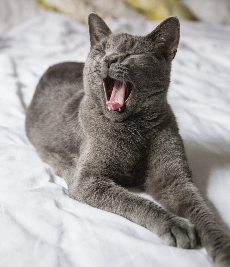 gray, animal, pet, nature, cat, bed, sleep