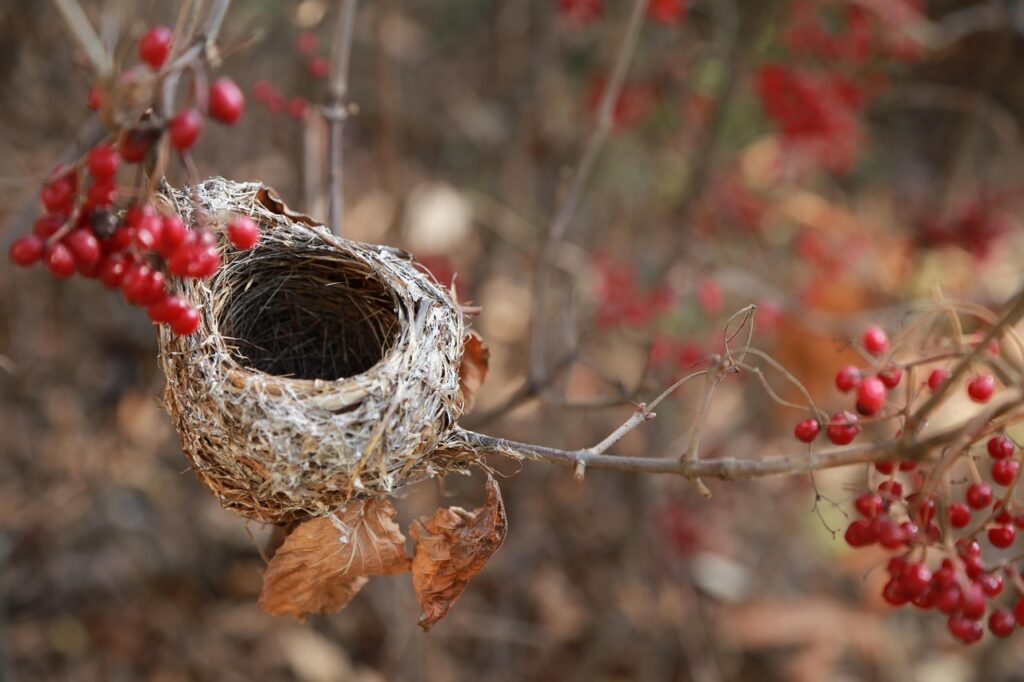 the bird's nest, bird house, nest, empty nest, house, now, bird nest, nest, nest, nest, nest, nest, empty nest, empty nest, bird nest, bird nest