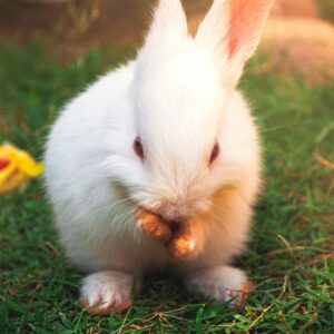 Rabbit grooming